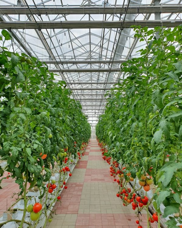 colorful-tomatoes-vegetables-fruits-are-growing-indoor-farm-vertical-farm-min